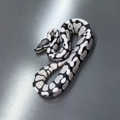 VPI Axanthic DG het Clown