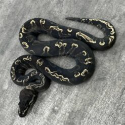 Super GHI 50% het Dreamsicle