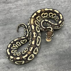 Pastel Mojave Sable Yellow Belly