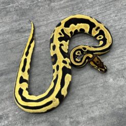 Super Orange Dream Leopard het Crown 66% DH Ultra Mel Ghost