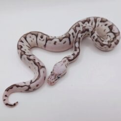 Bumblebee Wookie VPI Axanthic