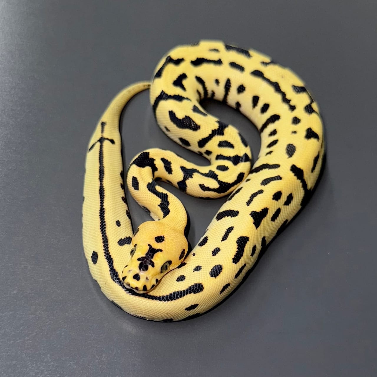 DG Batman het VPI Axanthic