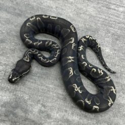 Super GHI 50%het Dreamsicle